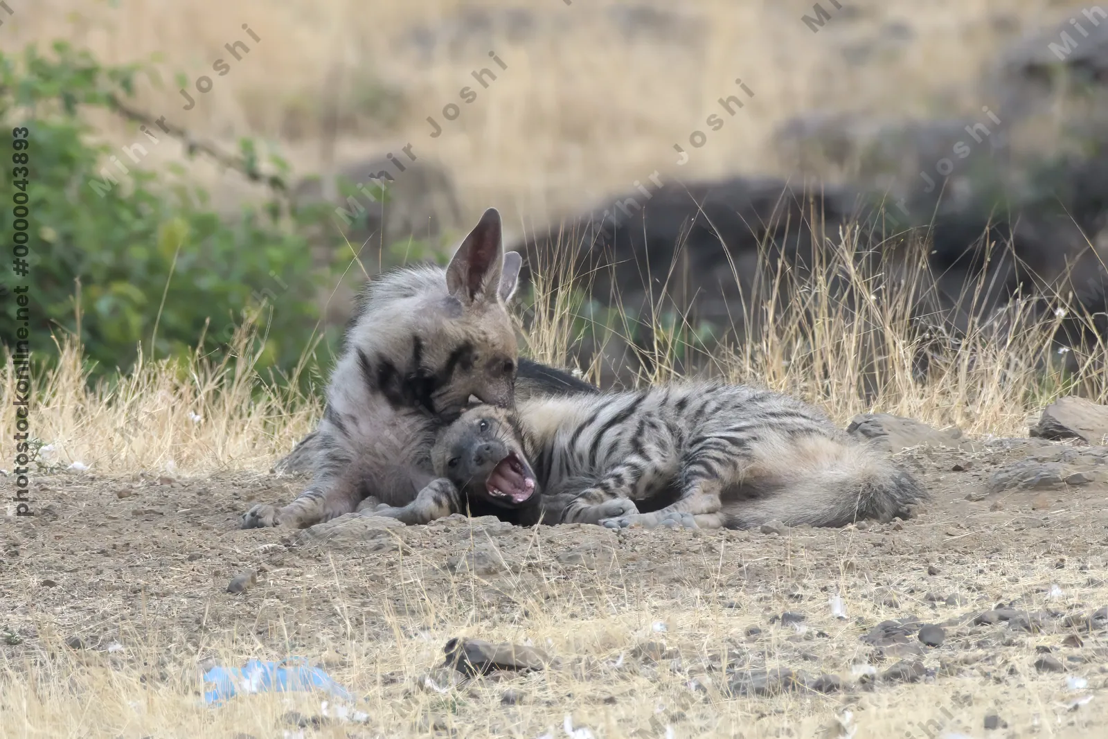Pair of playful Striped Hyena cubs, Hyaena hyaena in grasslands near Bhigwan, Maharashtra - Indian wildlife behavior scene.