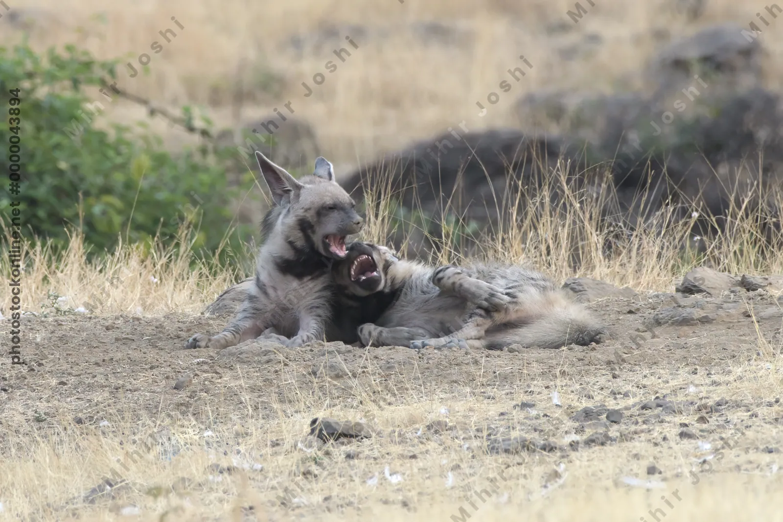 Pair of playful Striped Hyena cubs, Hyaena hyaena in grasslands near Bhigwan, Maharashtra - Indian wildlife behavior scene.