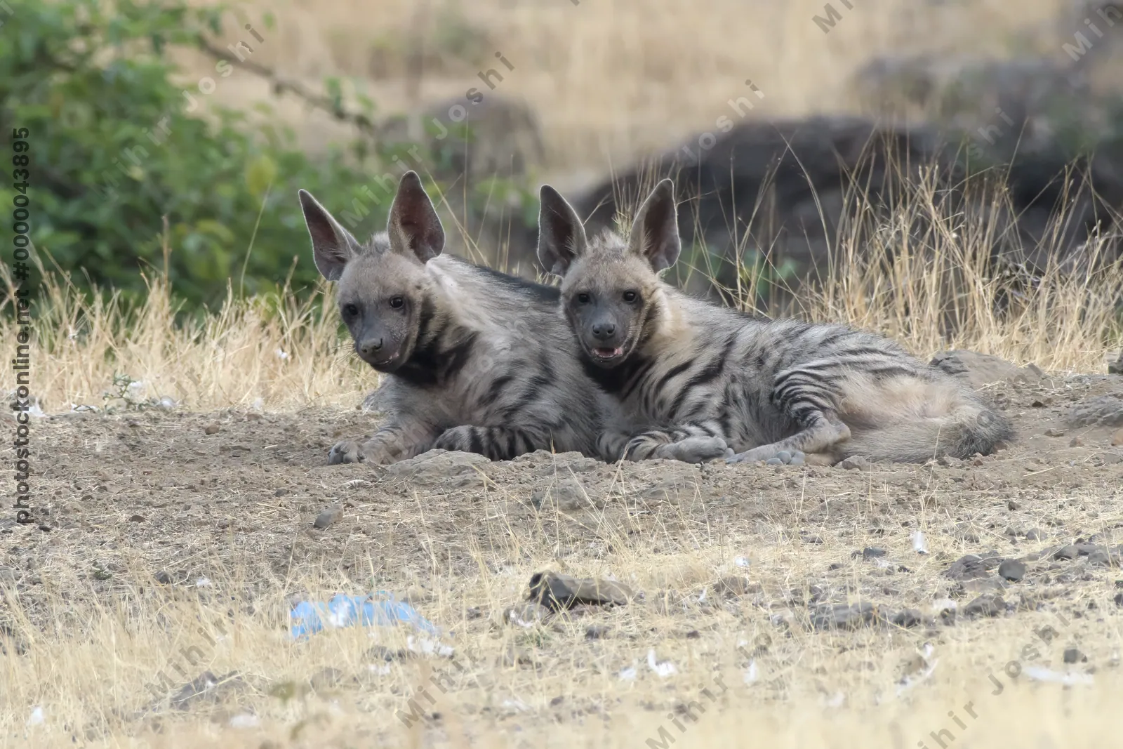 Pair of playful Striped Hyena cubs, Hyaena hyaena in grasslands near Bhigwan, Maharashtra - Indian wildlife behavior scene.