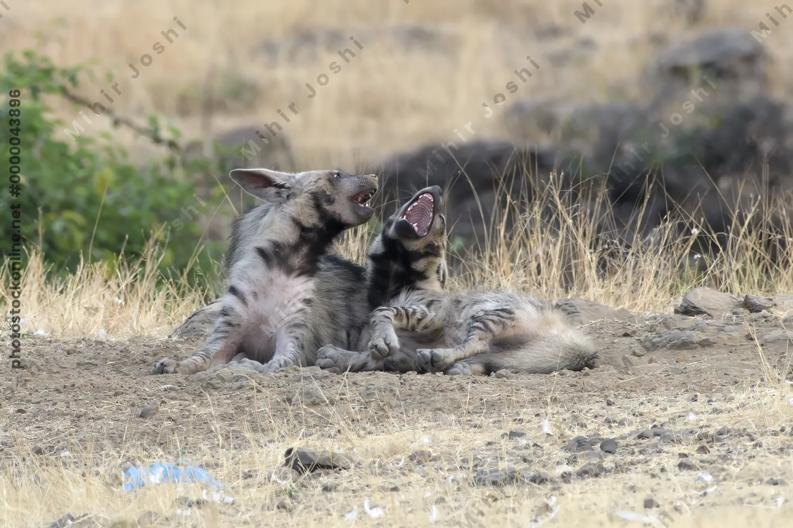 Pair of playful Striped Hyena cubs, Hyaena hyaena in grasslands near Bhigwan, Maharashtra - Indian wildlife behavior scene.