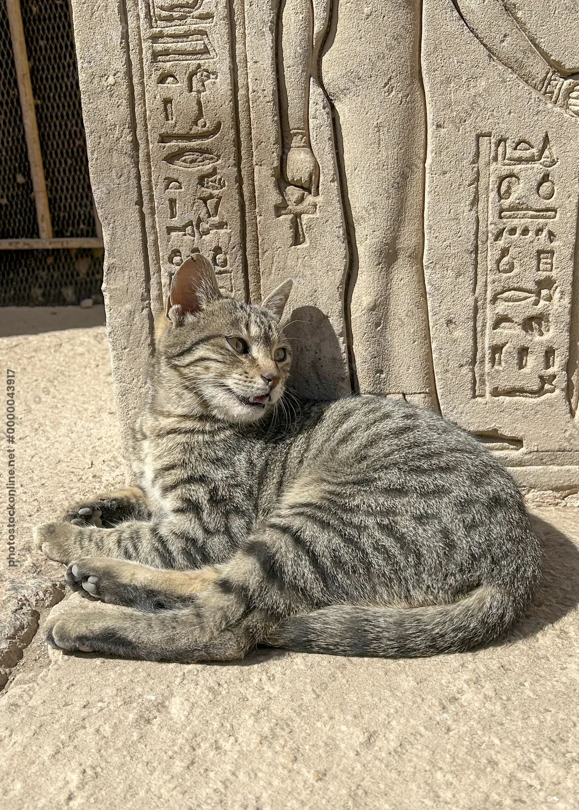 Dendera, Egypt - Feb 10, 2025: A striped tabby cat lying beside ancient stone carvings and hieroglyphs at the Dendera Temple complex in Egypt.