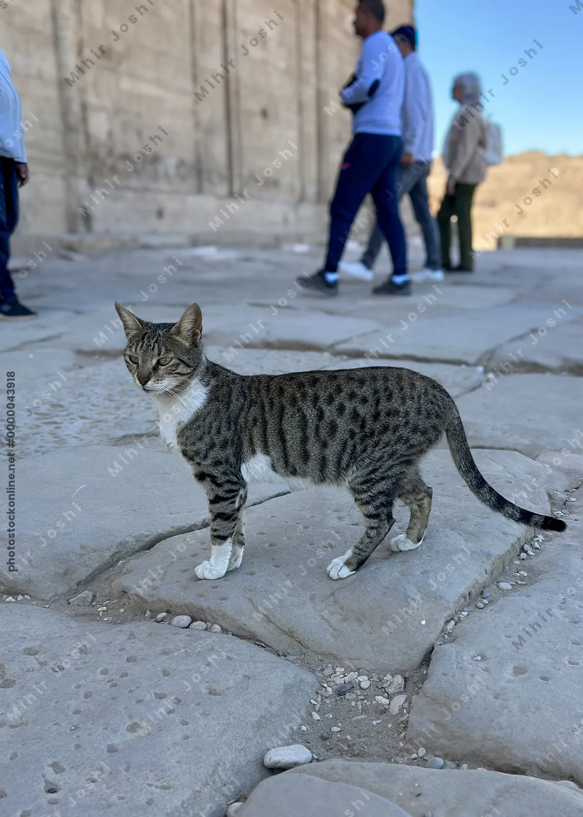 Dendera, Egypt - Feb 10, 2025: A tabby cat standing on the stone courtyard of the ancient Dendera Temple complex in Egypt.