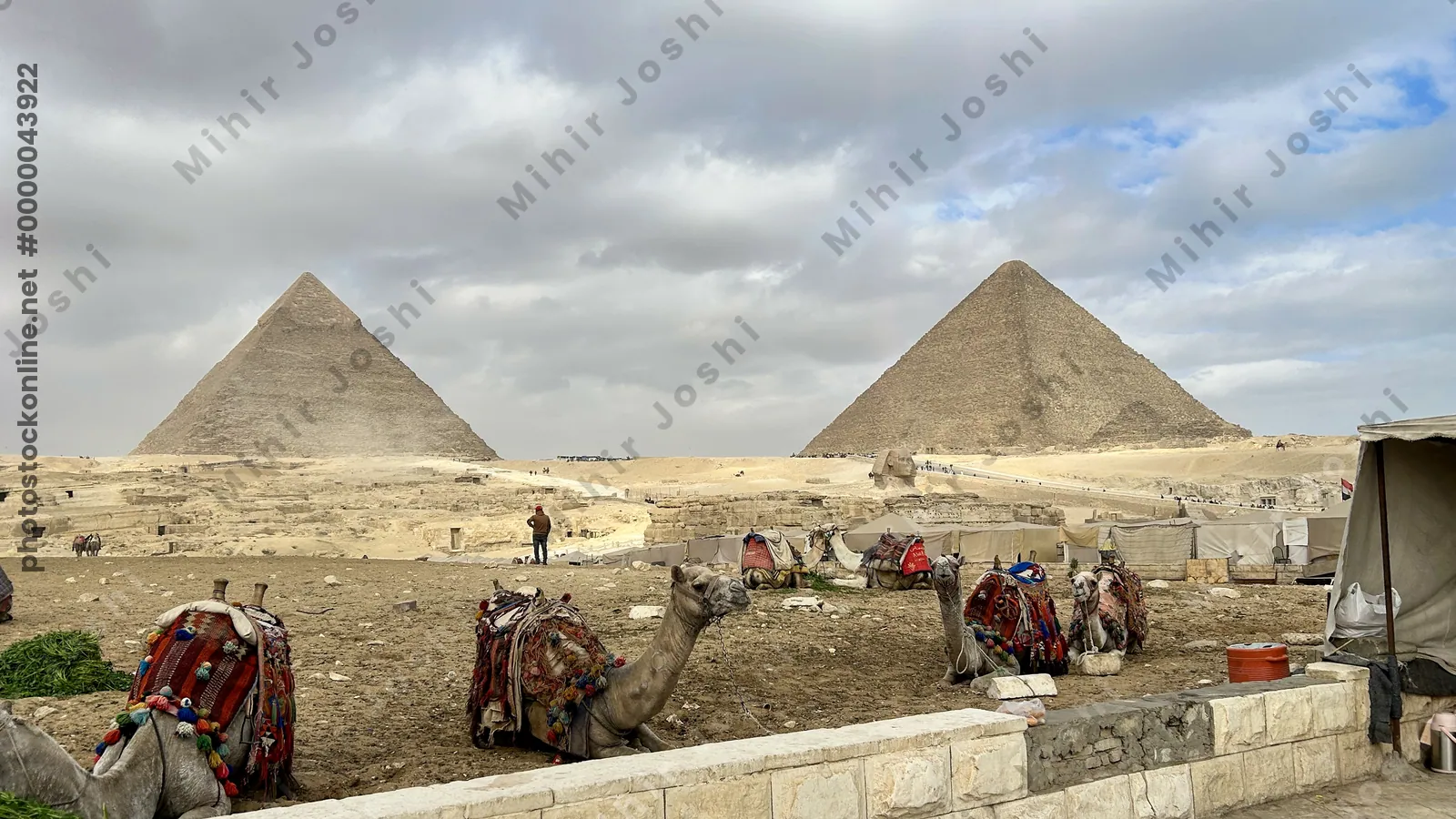 Giza, Egypt - Feb 6, 2025: Camels resting on the desert sand in front of the Great Pyramid of Giza, a timeless scene near Cairo, Egypt.