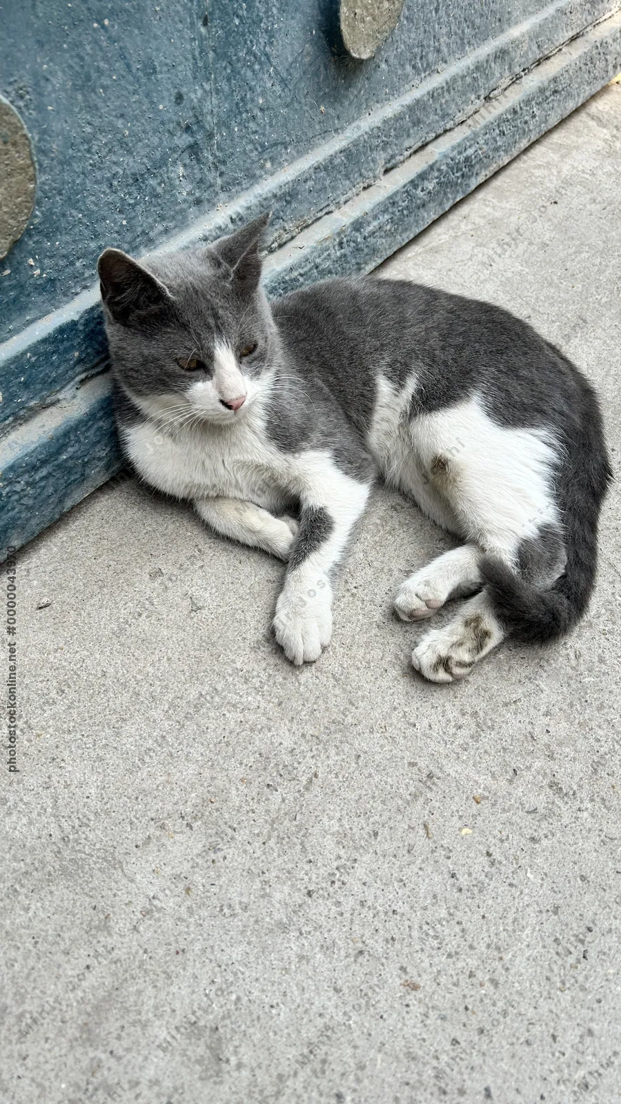 Chubby grey and white cat resting near a historic monument in Cairo, Egypt, blending urban street life with ancient architectural heritage.