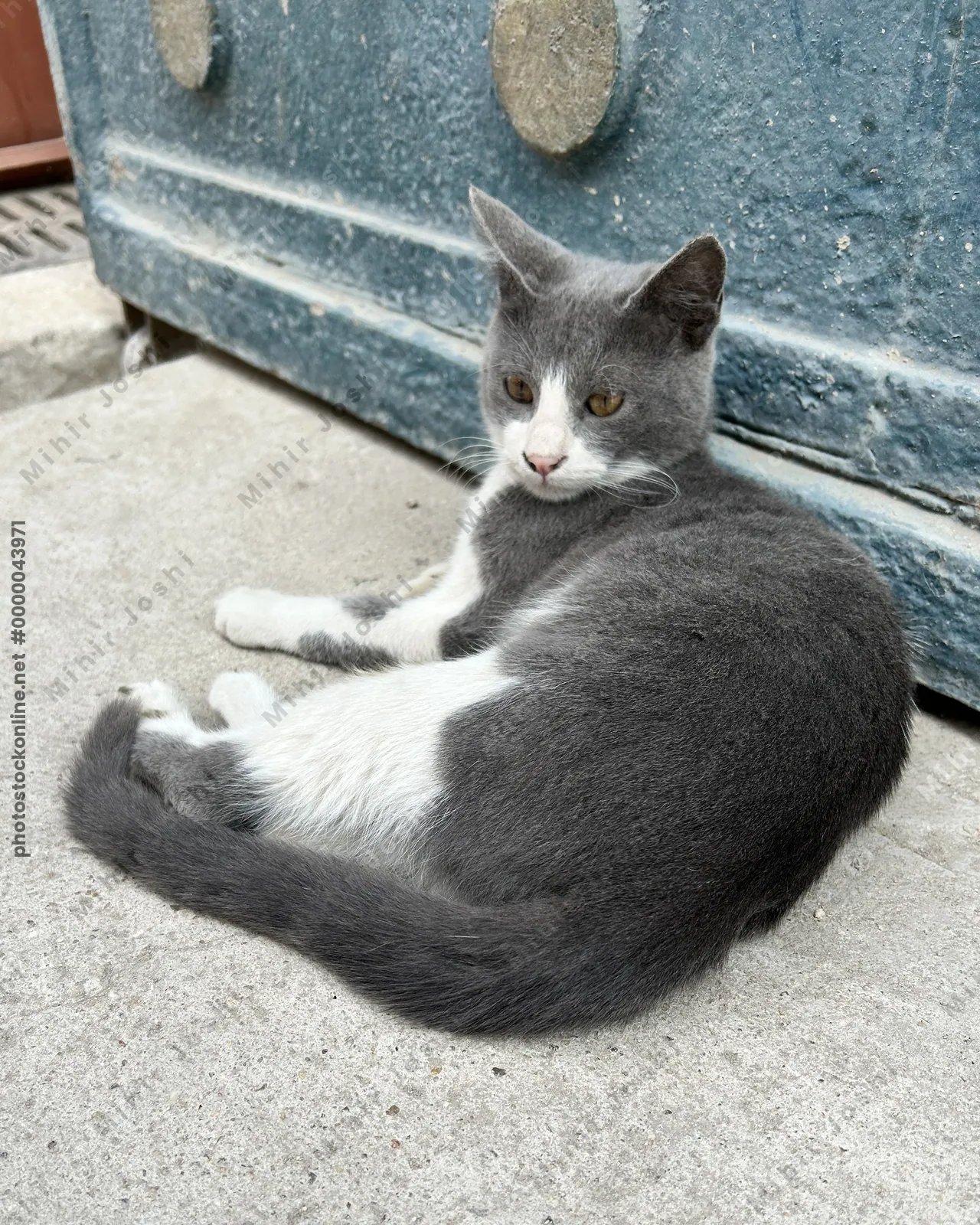 Chubby grey and white cat resting near a historic monument in Cairo, Egypt, blending urban street life with ancient architectural heritage.