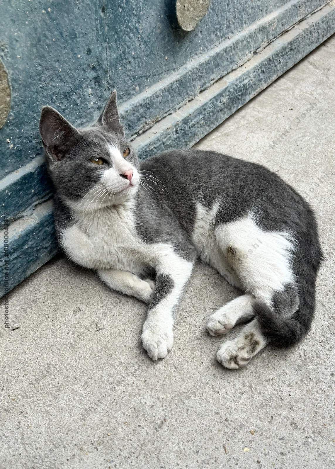 Chubby grey and white cat resting near a historic monument in Cairo, Egypt, blending urban street life with ancient architectural heritage.