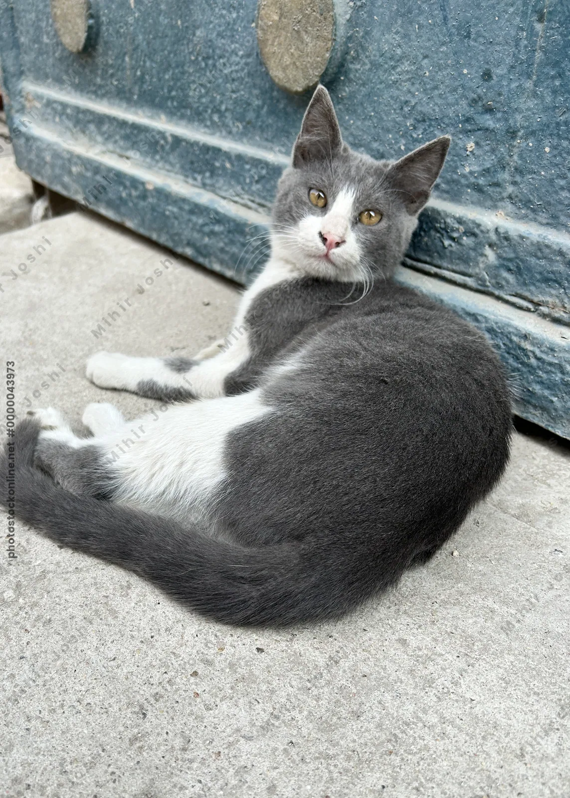 Chubby grey and white cat resting near a historic monument in Cairo, Egypt, blending urban street life with ancient architectural heritage.