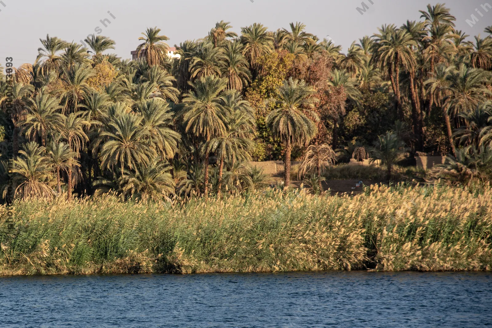 Palm-lined banks of the blue Nile River near Aswan, Egypt, showcasing lush vegetation and serene river landscape.