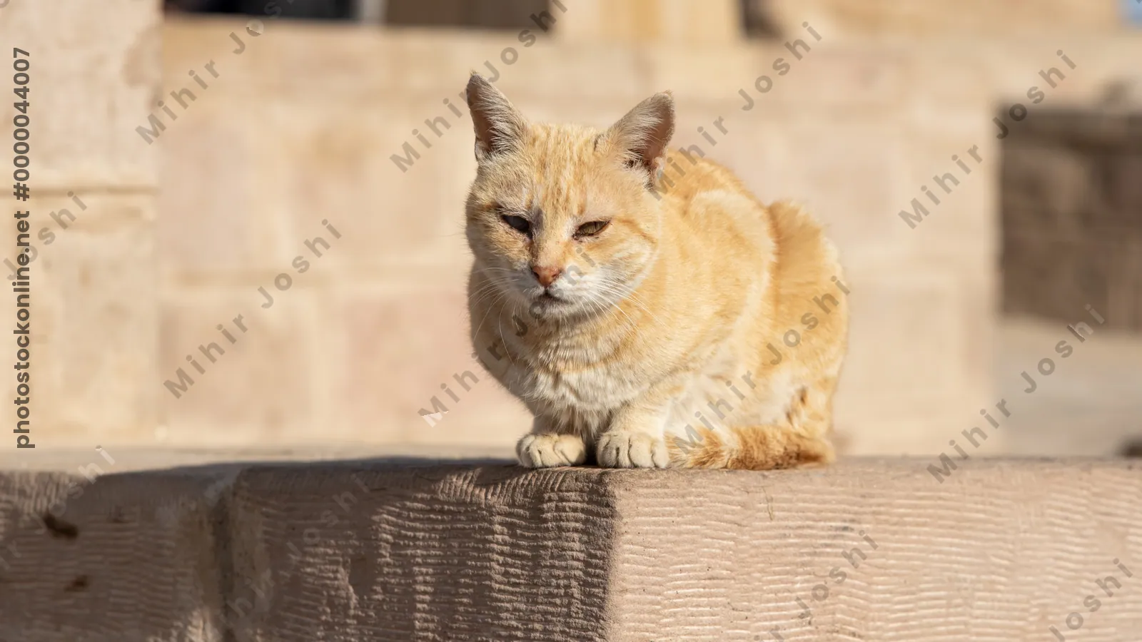 A cute orange cat resting near the Temple of Philae on Agilkia Island in Aswan, Egypt, with ancient ruins in the background.