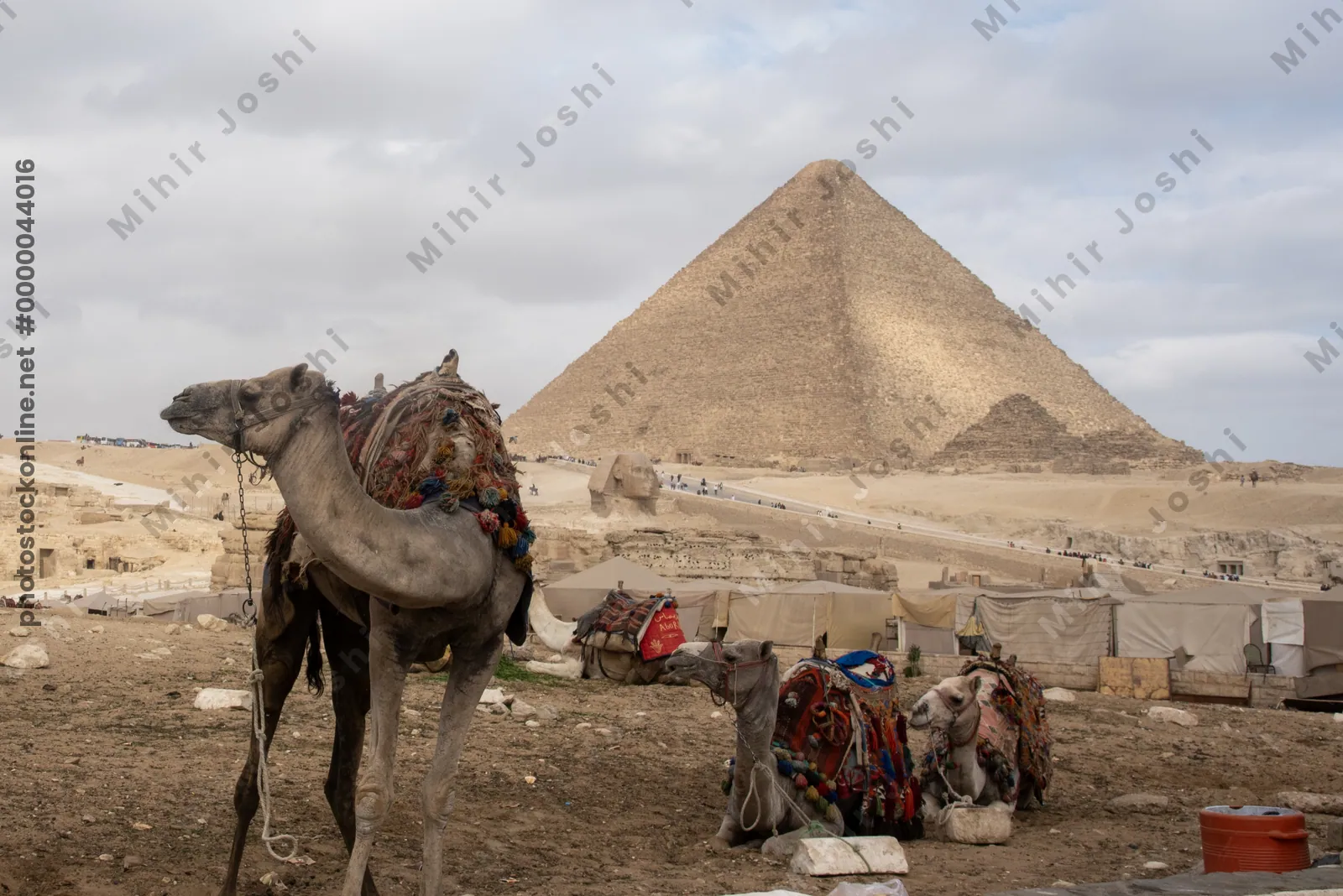 Giza, Egypt - Feb 6, 2024: Camels resting on the desert sand in front of the Great Pyramid of Giza, a timeless scene near Cairo, Egypt.