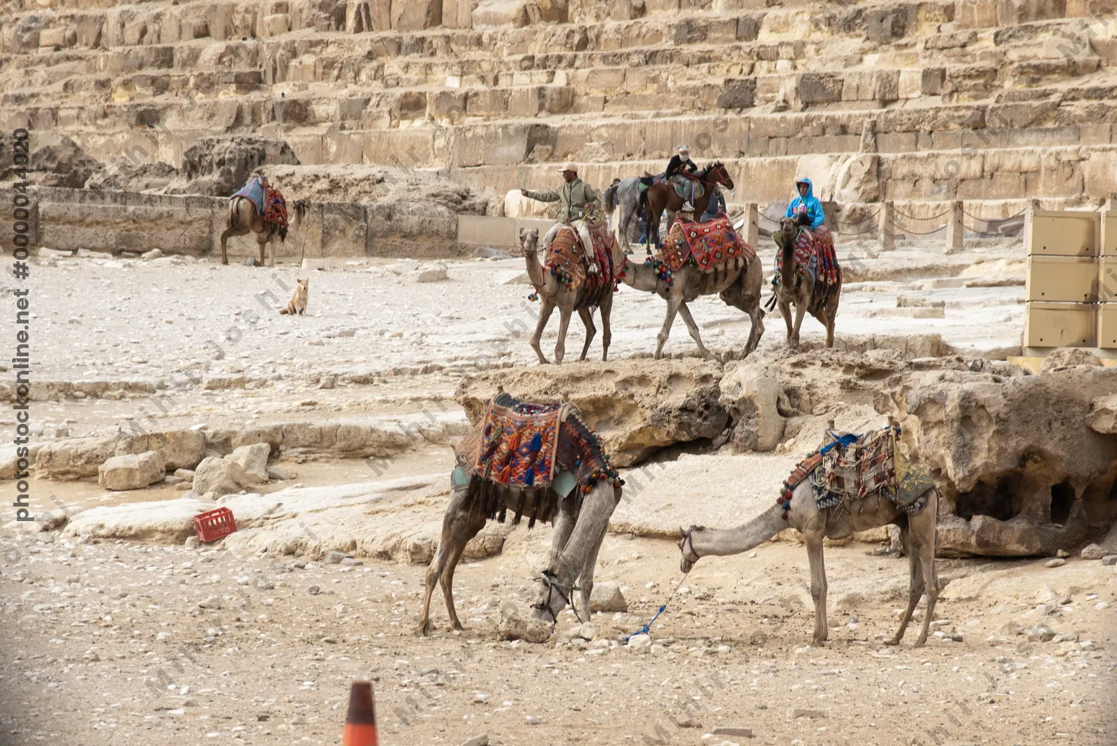 Giza, Egypt - Feb 6, 2024: Tourists enjoy camel rides in the desert landscape near the ancient Pyramids of Giza, a popular historic site near Cairo, Egypt.