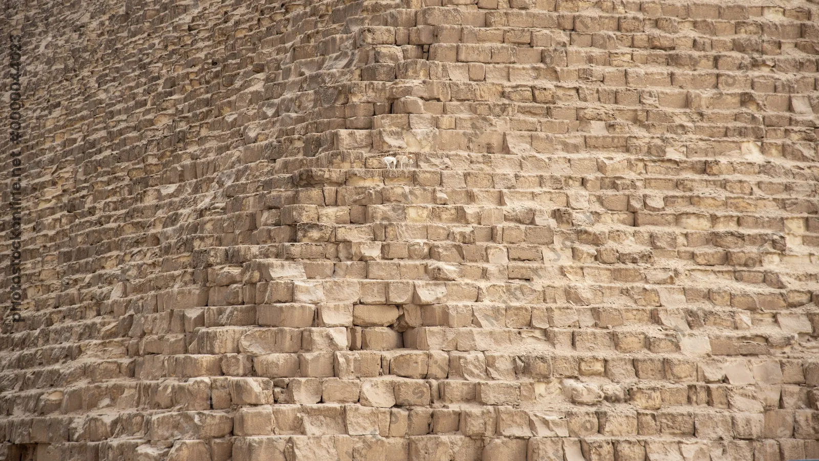 Giza, Egypt - Feb 6, 2024: A pair of stray dogs seen on the steps of the Great Pyramid of Giza, one of the most iconic ancient monuments in Egypt.