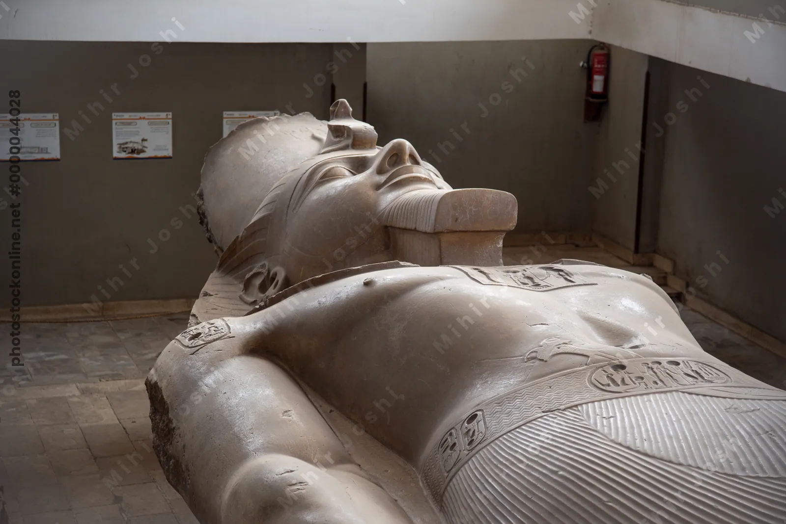 Memphis, Egypt - Feb 5, 2024: Giant statue of Pharaoh Ramesses II from the 13th century BC, lying in ruins at the open-air museum in Memphis, Egypt.
