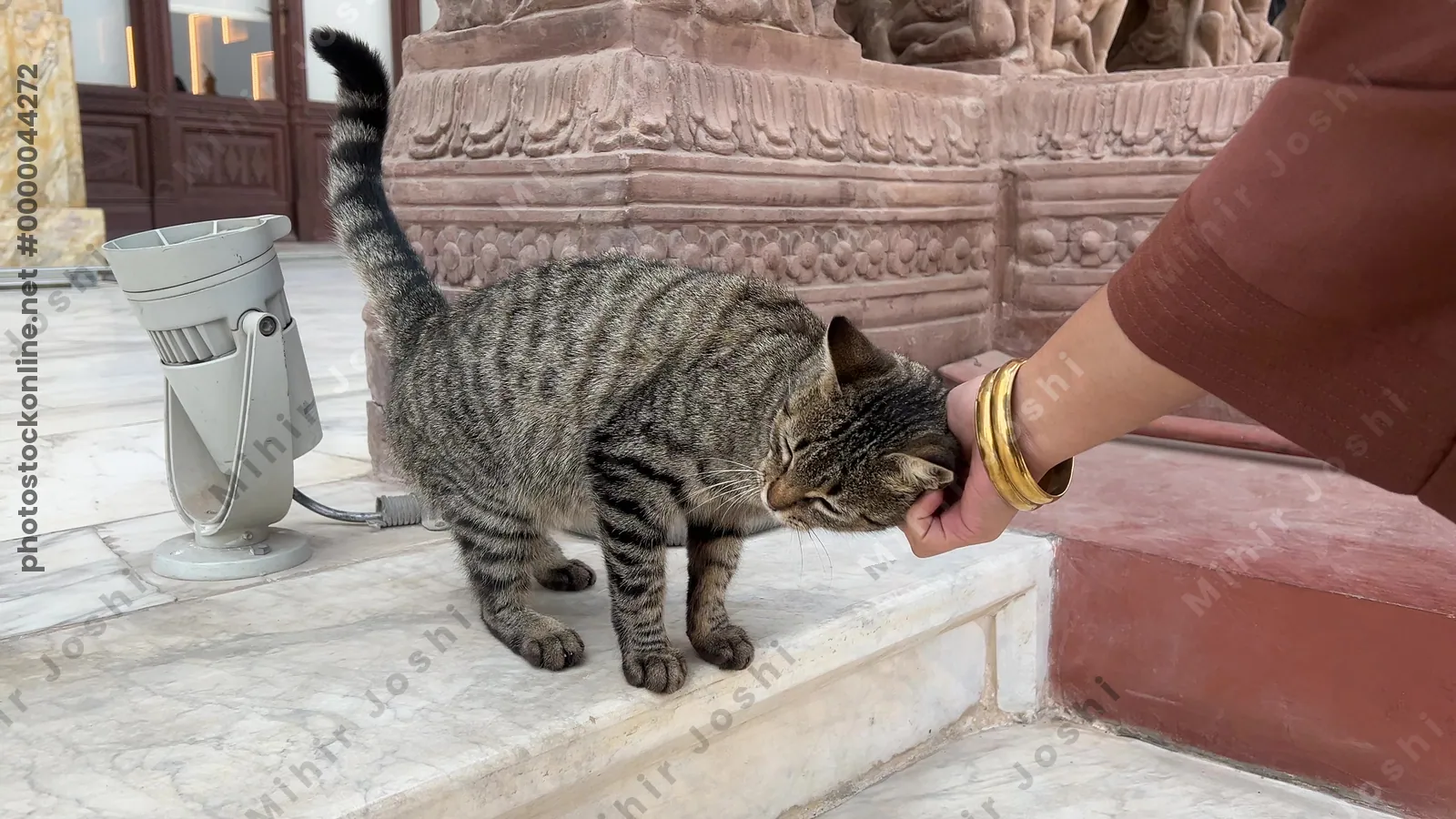 Heliopolis, Cairo, Egypt - Feb 4, 2024: Adorable cat sitting on the steps of the historic Baron Empain Palace in Heliopolis, Cairo