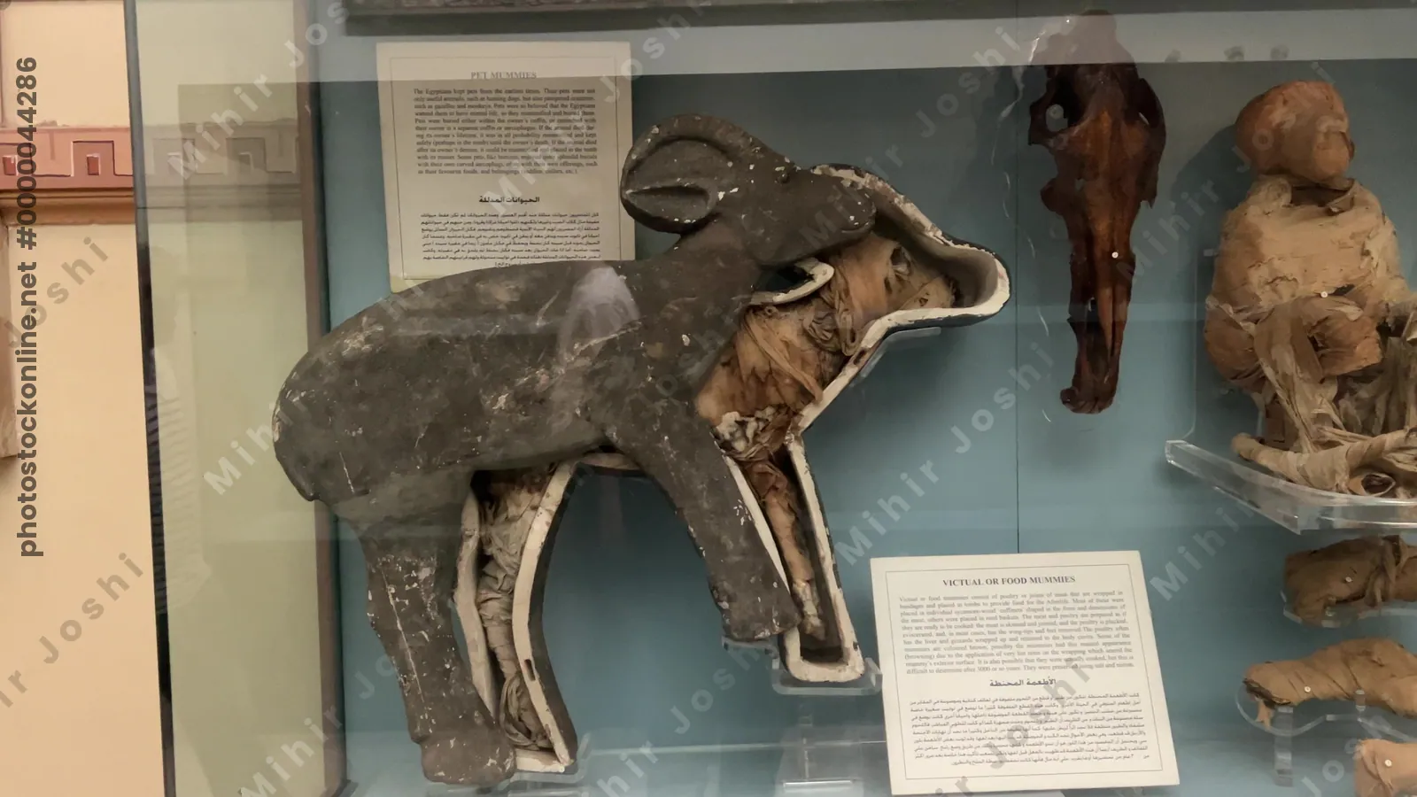 Cairo, Egypt - Feb 4, 2024: Various mummified animals displayed at the Egyptian Museum in Cairo, showcasing ancient Egyptian burial customs.