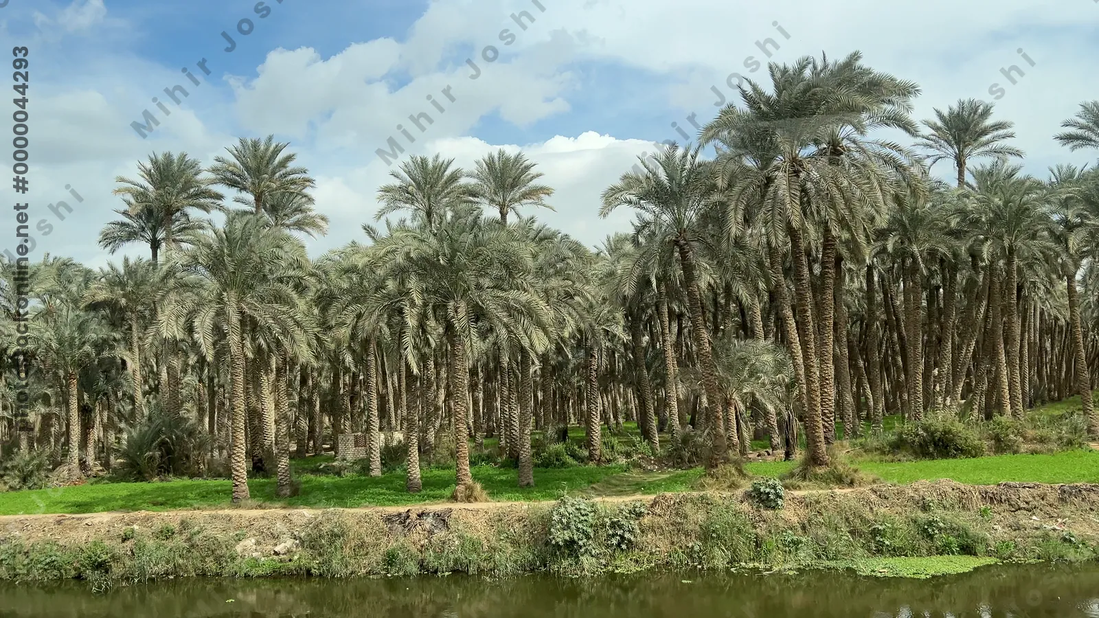 Dahshur, Egypt - Feb 5, 2024: Nile River with dense palm trees, clear blue sky, and scattered clouds.