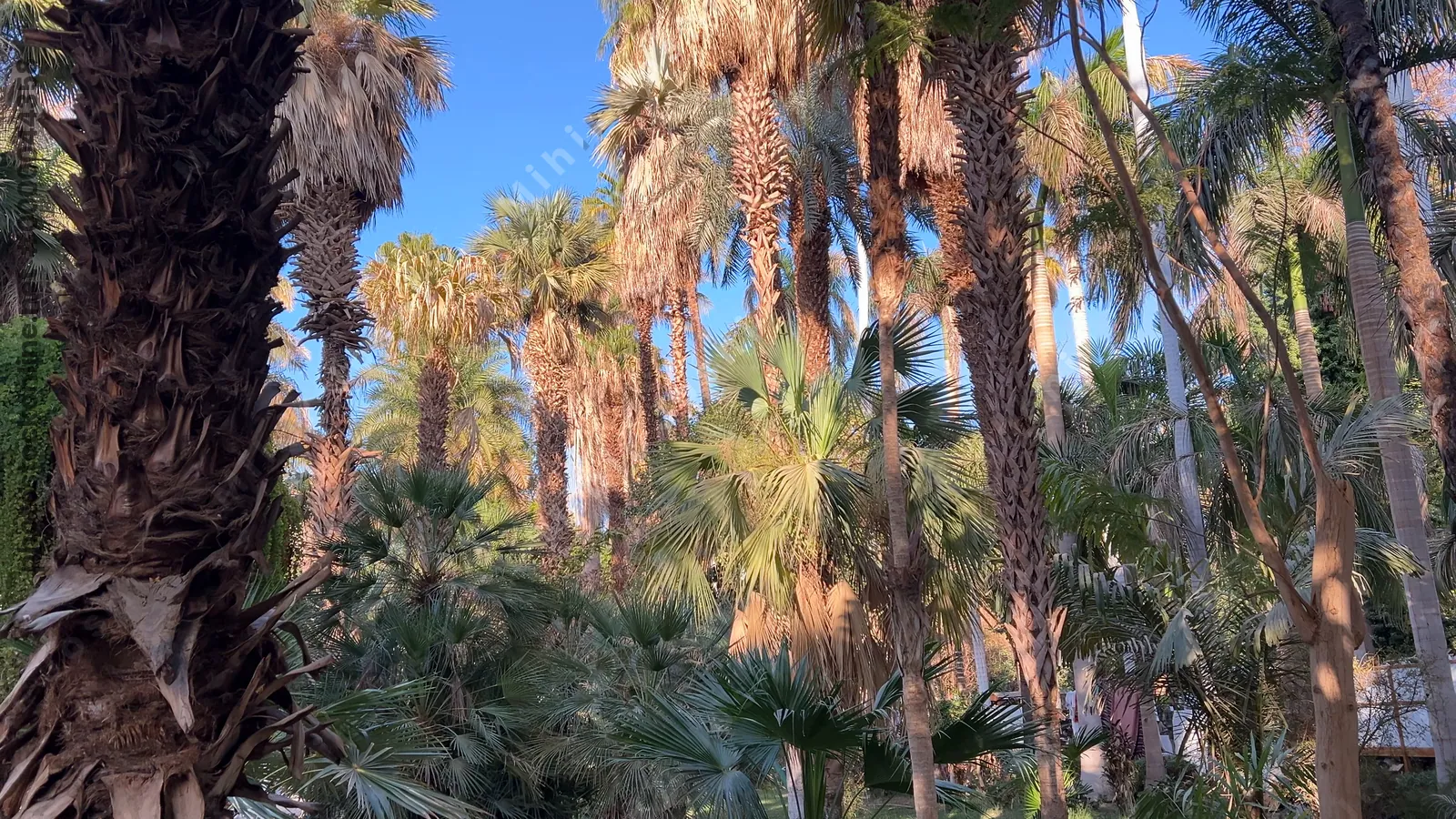 Kitchener's Island, Egypt - Feb 7, 2024: Scenic view of tall palm trees in the lush botanical garden on Kitchener’s Island in Aswan, Egypt.