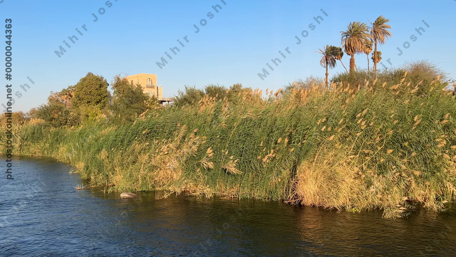 Aswan, Egypt - Feb 7, 2024: Peaceful boat ride on the Nile River with tall reeds and lush vegetation along the riverbanks in Egypt.