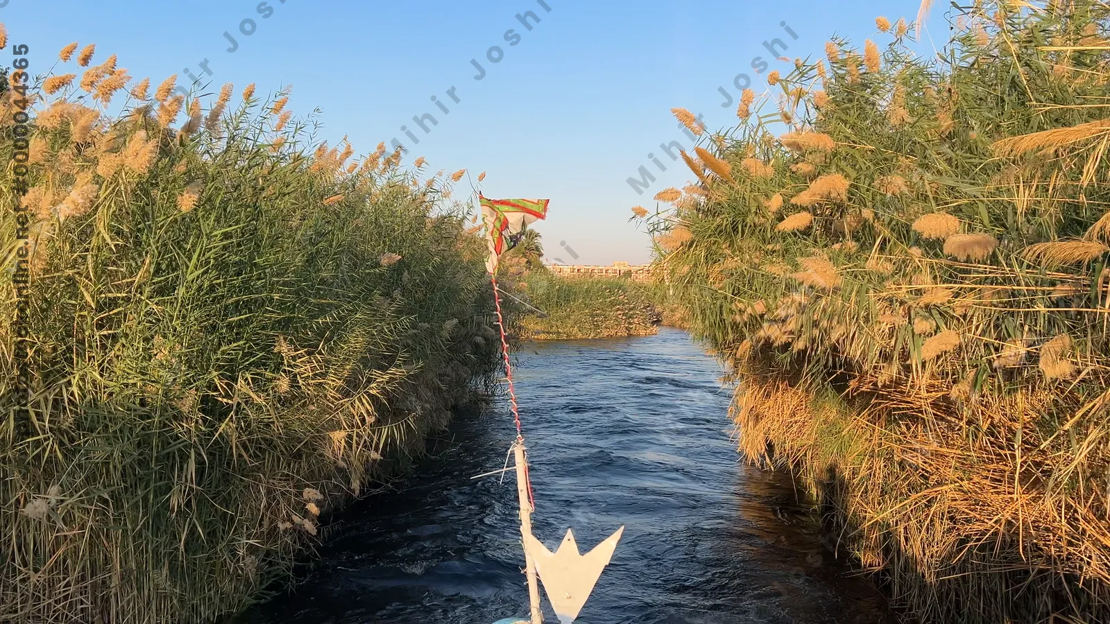 Aswan, Egypt - Feb 7, 2024: Scenic boat ride on the Nile River passing through tall reeds growing close on both sides of the boat in Egypt.