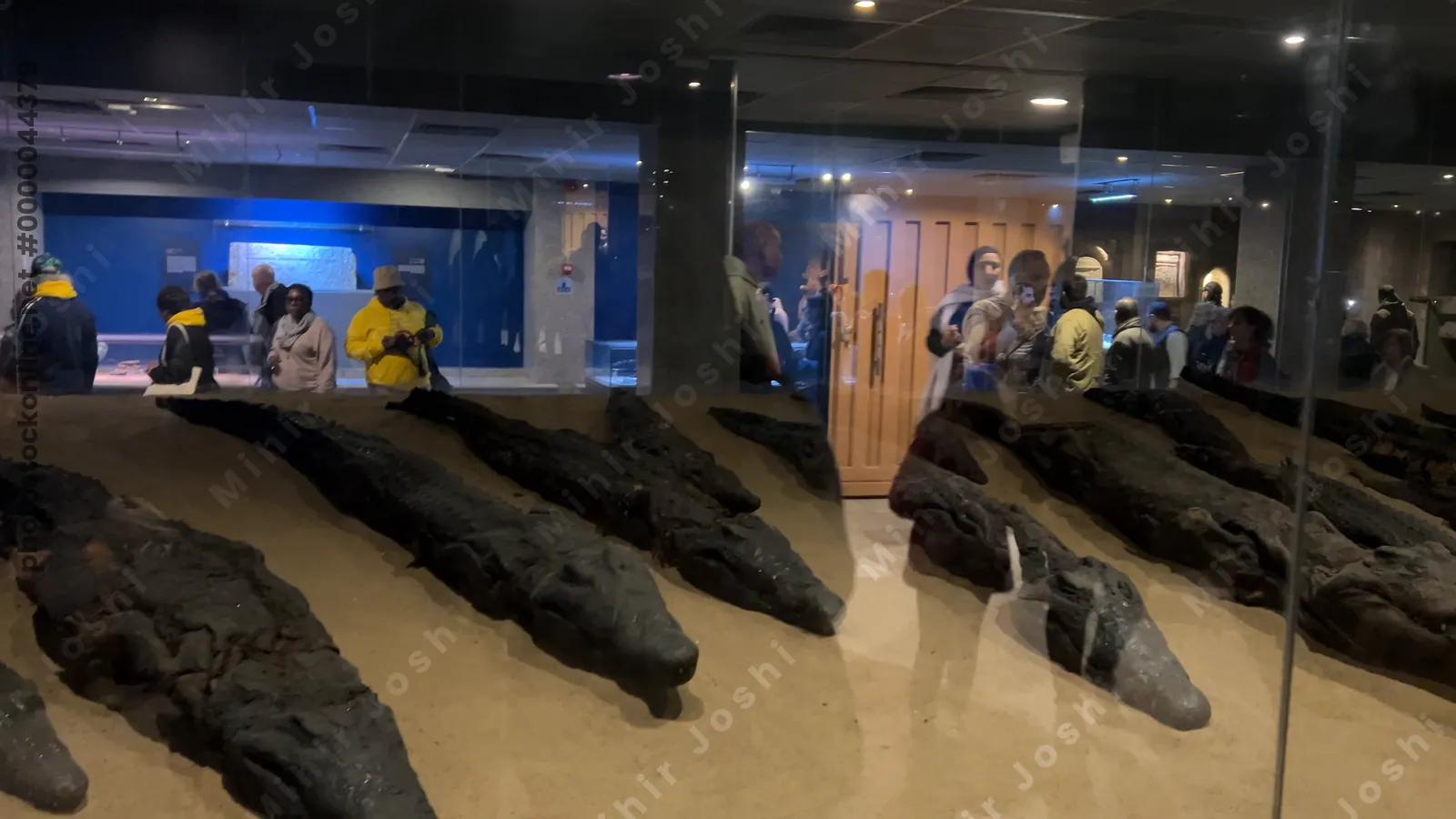 Kom Ombo, Egypt - Feb 8, 2025: Ancient crocodile mummies displayed at the Crocodile Museum near the Temple of Kom Ombo in Egypt.