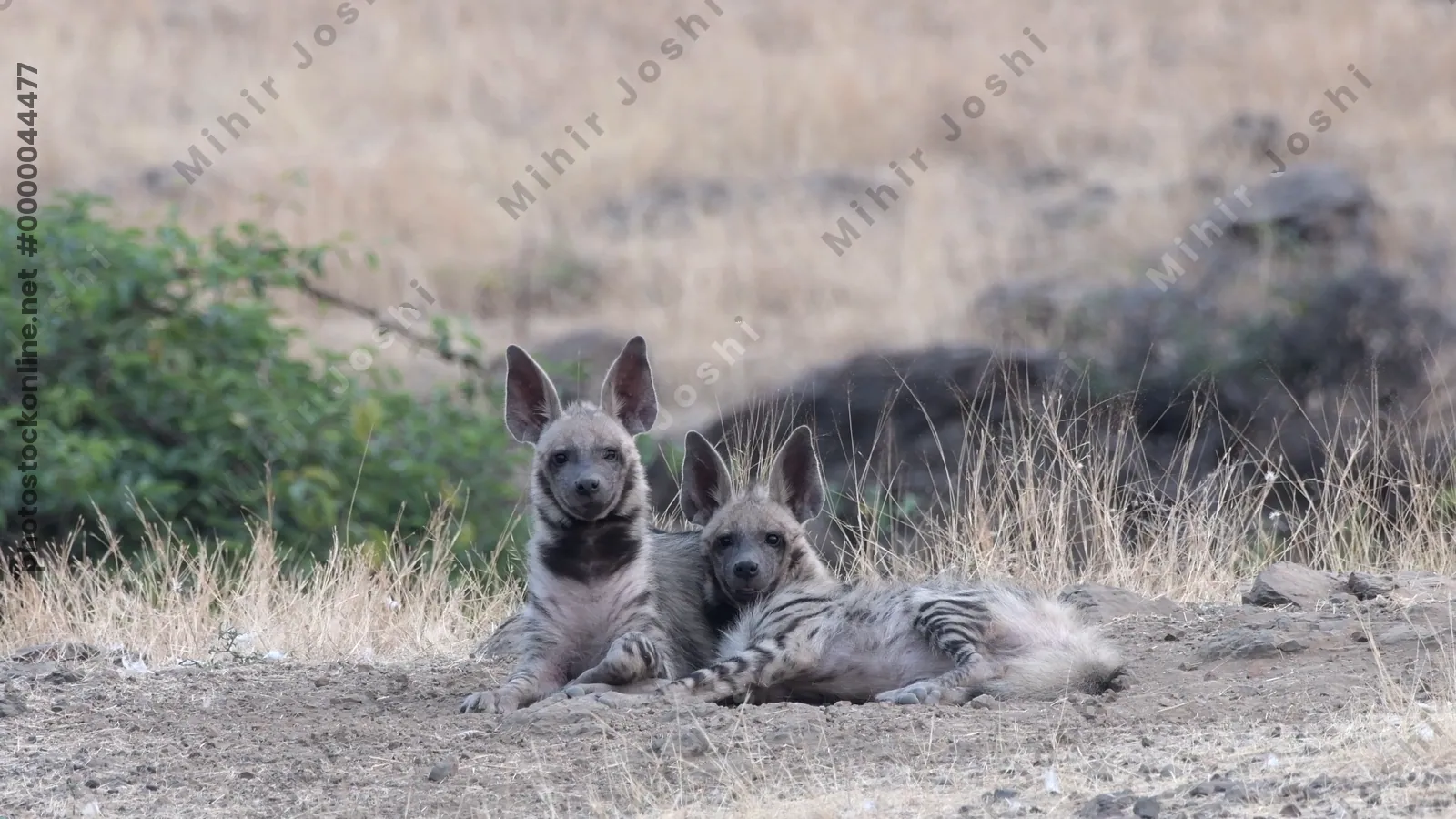 Pair of Striped Hyena cubs (Hyaena hyaena) playing in the dry grasslands of Bhigwan, Maharashtra - rare wildlife behaviour of Indian scavengers.
