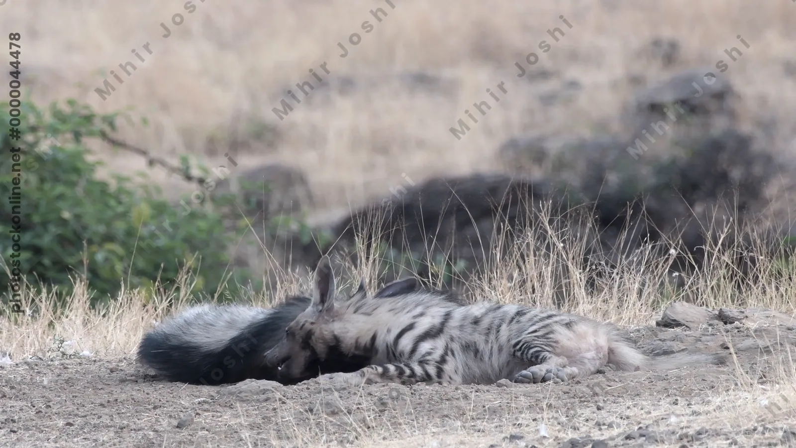 Pair of Striped Hyena cubs (Hyaena hyaena) playing in the dry grasslands of Bhigwan, Maharashtra - rare wildlife behaviour of Indian scavengers.