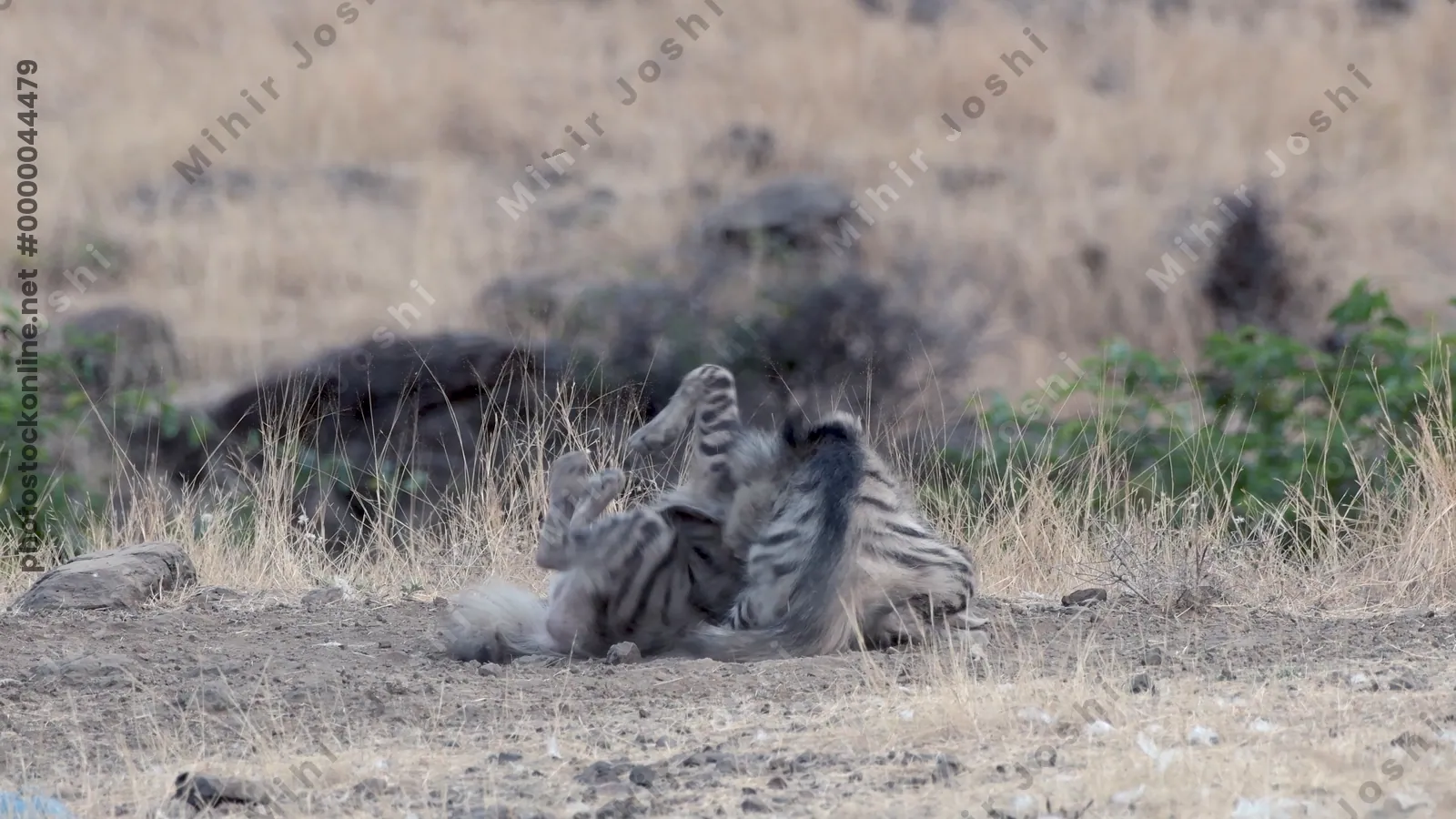 Pair of Striped Hyena cubs (Hyaena hyaena) playing in the dry grasslands of Bhigwan, Maharashtra - rare wildlife behaviour of Indian scavengers.
