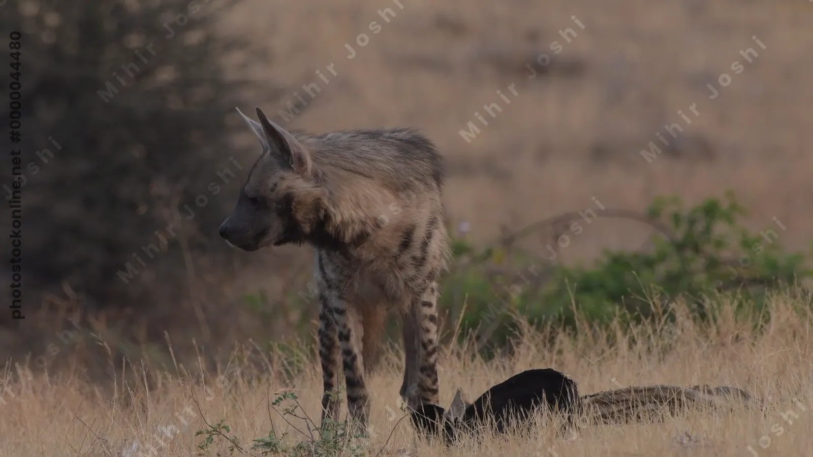 Striped Hyena (Hyaena hyaena) near a carcass in the dry grasslands of Bhigwan, Maharashtra - rare scavenger of Indias semi-arid ecosystem.