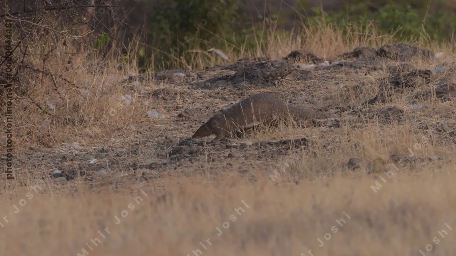 Indian Grey Mongoose (Herpestes edwardsii) standing alert in the dry grasslands of Bhigwan, Maharashtra - agile predator of Indias arid regions.