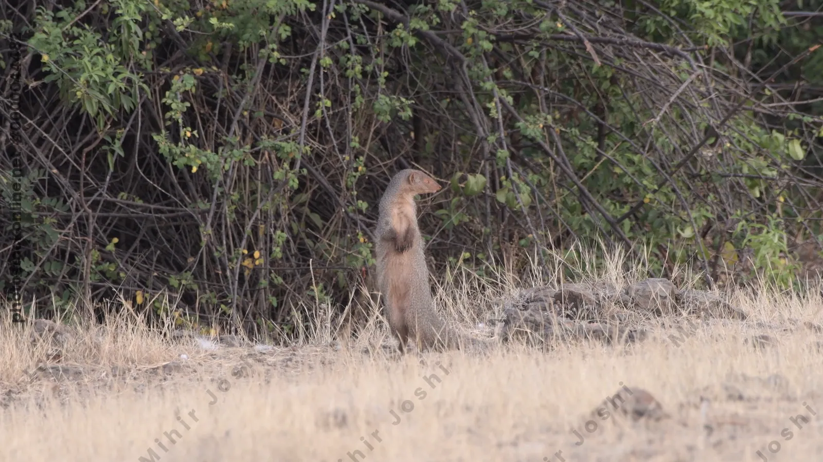 Indian Grey Mongoose (Herpestes edwardsii) standing upright in dry grasslands of Bhigwan, Maharashtra - alert predator of Indias arid habitats.