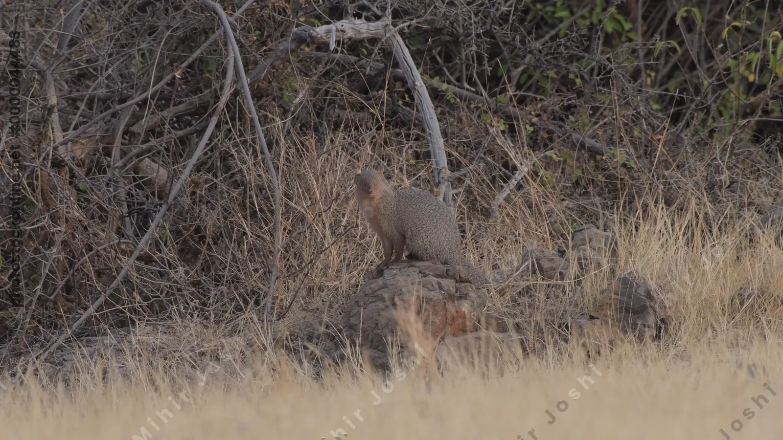 Indian Grey Mongoose (Herpestes edwardsii) perched on a rock in the dry grasslands of Bhigwan, Maharashtra - alert predator of Indias arid terrain.