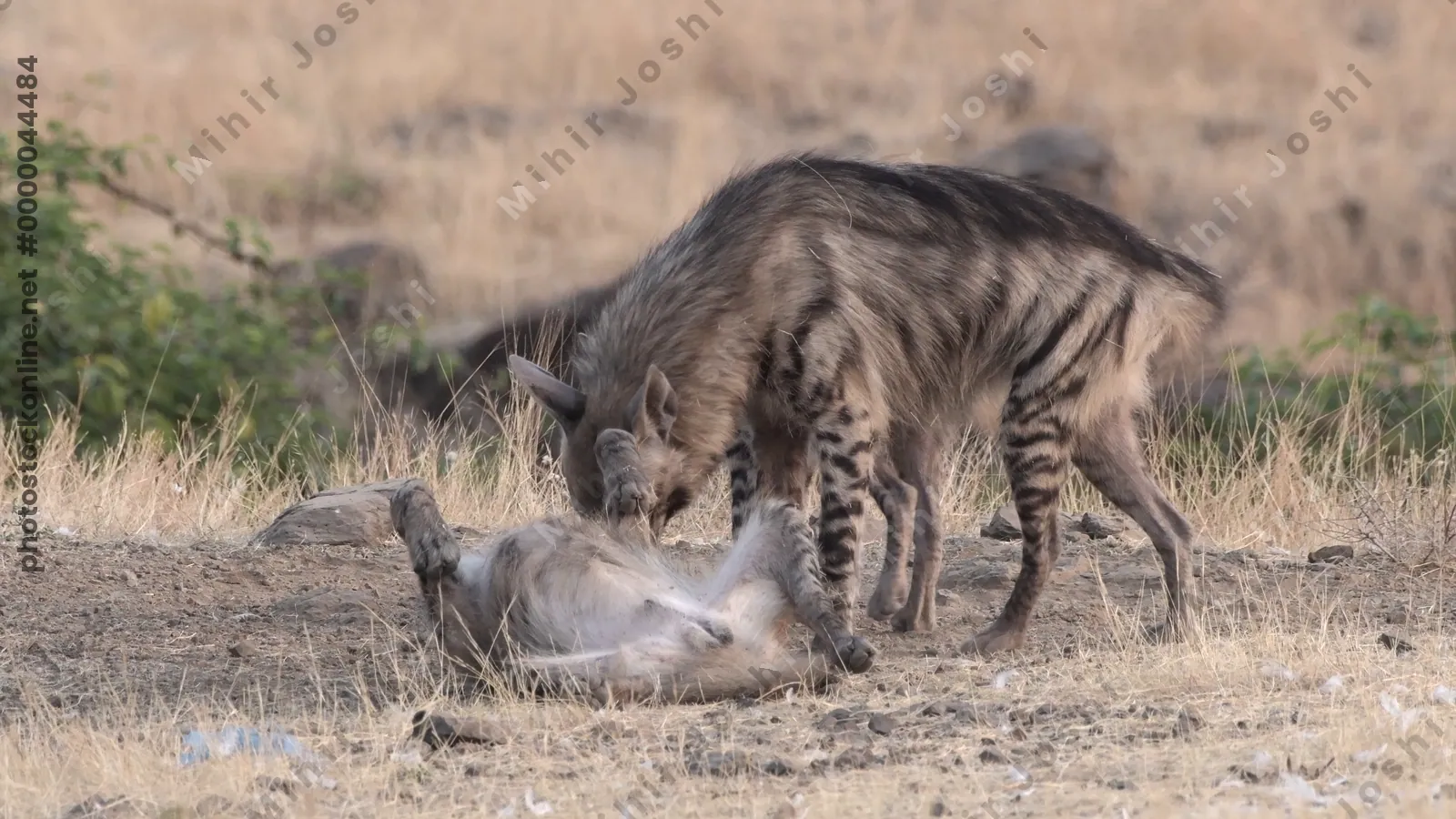 Group of Striped Hyenas (Hyaena hyaena) engaging in playful interaction in Bhigwan, Maharashtra - rare footage of Indian scavengers social behaviour.