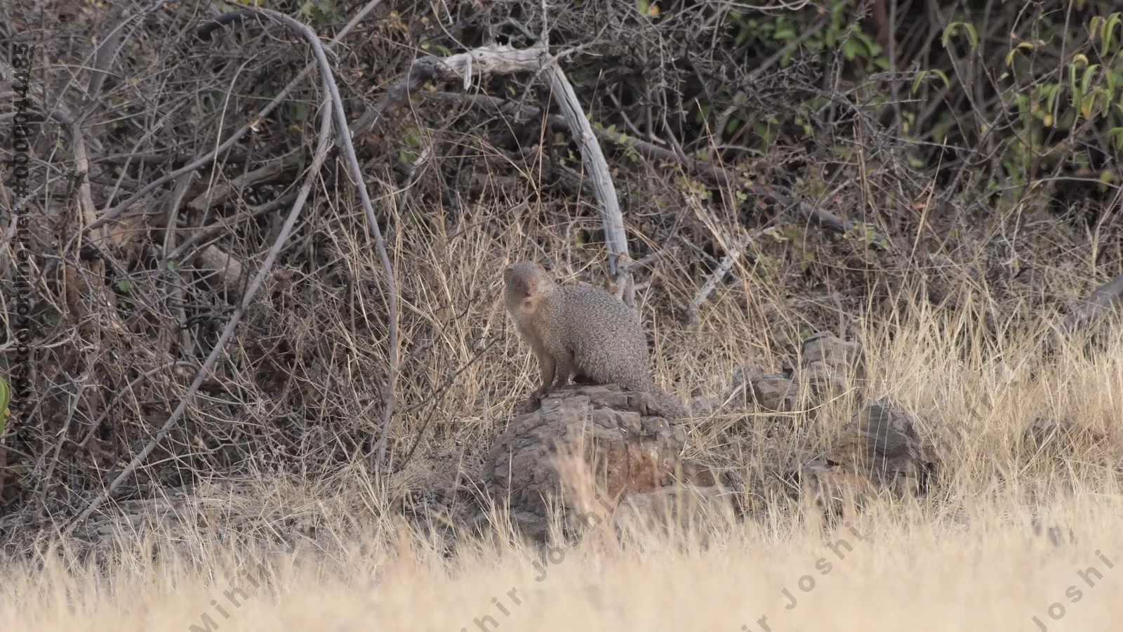Indian Grey Mongoose (Herpestes edwardsii) perched on a rock in the dry grasslands of Bhigwan, Maharashtra - alert predator of Indias arid terrain.