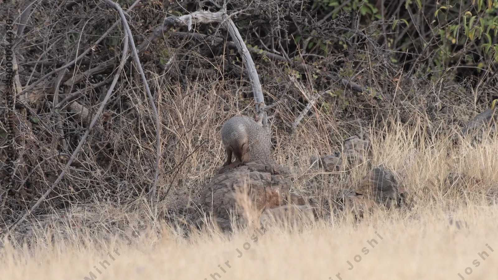 Indian Grey Mongoose (Herpestes edwardsii) perched on a rock in the dry grasslands of Bhigwan, Maharashtra - alert predator of Indias arid terrain.