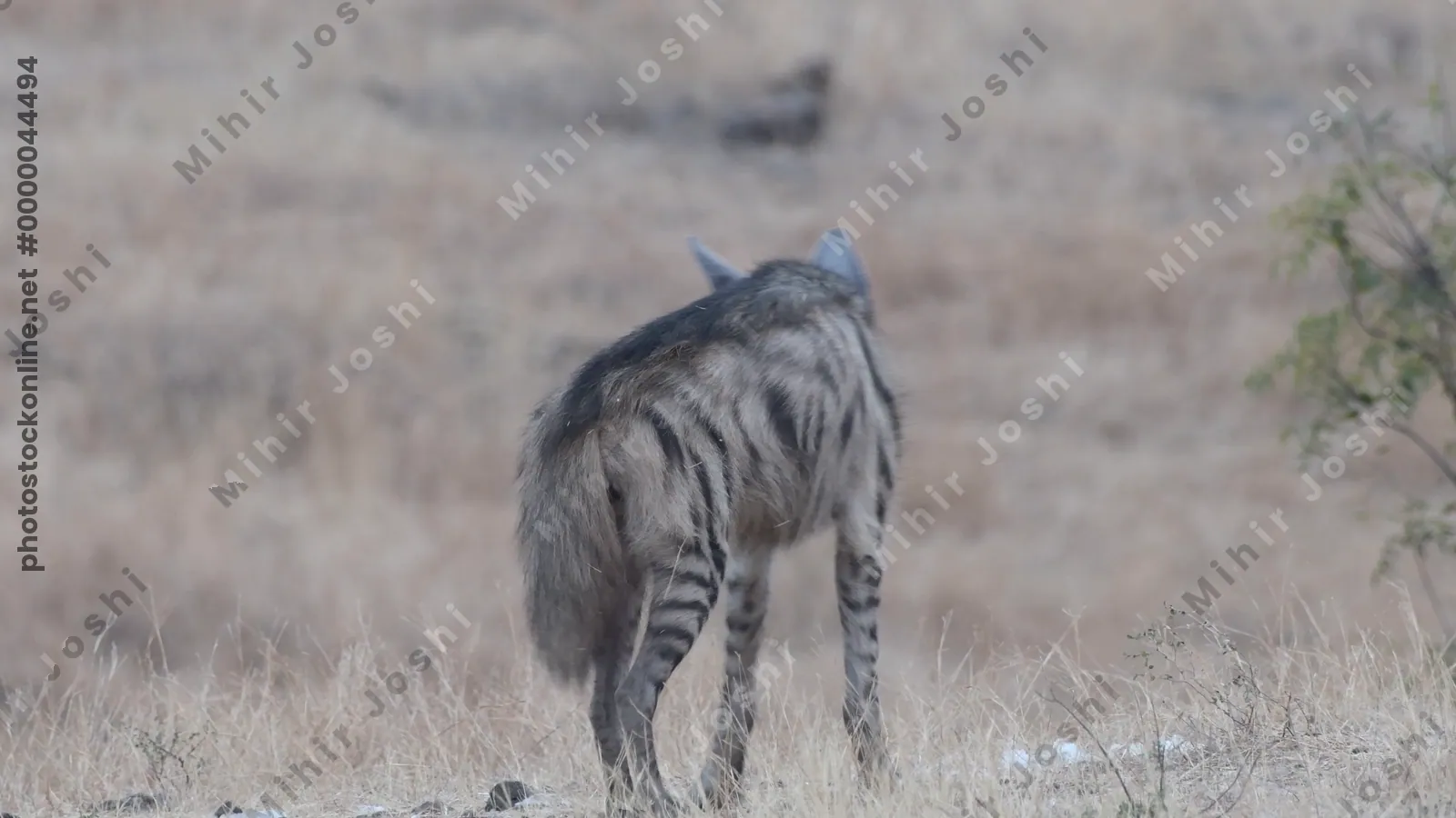 Striped Hyena (Hyaena hyaena) standing alert in dry grasslands of Bhigwan, Maharashtra - rare scavenger and nocturnal mammal of India.