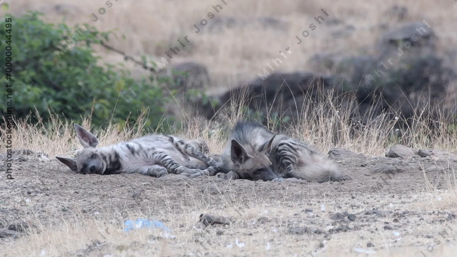 Striped Hyenas (Hyaena hyaena) resting together in dry grasslands of Bhigwan, Maharashtra - rare Indian scavengers in natural habitat.