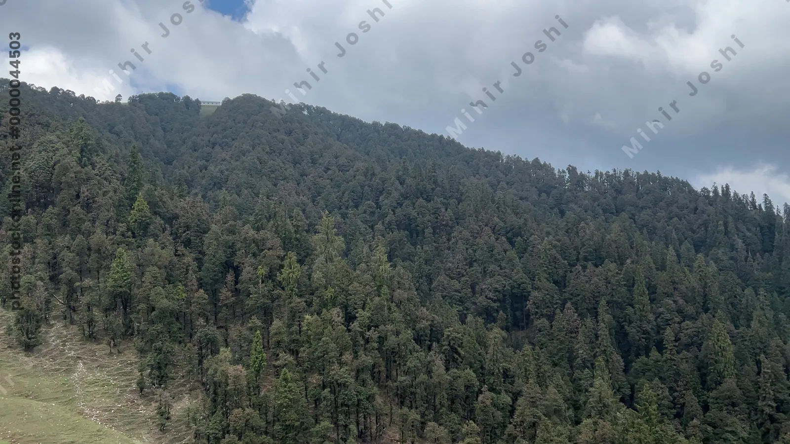 Scenic mountain road cutting through dense conifer forest under cloudy sky in Janjehli, Mandi district, Himachal Pradesh, India.
