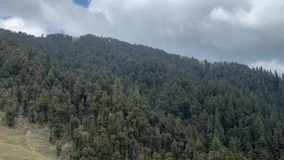 Scenic mountain road cutting through dense conifer forest under cloudy sky in Janjehli, Mandi district, Himachal Pradesh, India.