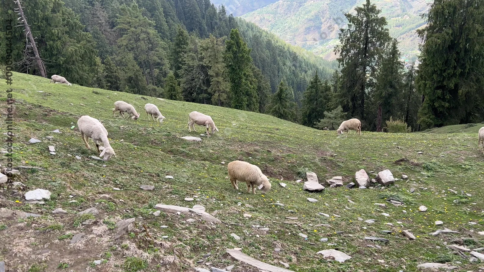 Flock of sheep grazing on a mountain meadow with Himalayan forest and valley views near Shikari Devi, Janjehli, Mandi district, Himachal Pradesh, India.