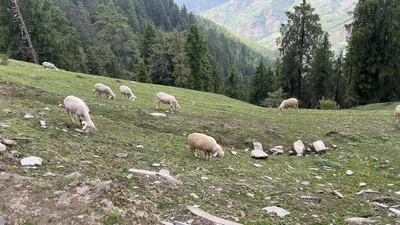 Flock of sheep grazing on a mountain meadow with Himalayan forest and valley views near Shikari Devi, Janjehli, Mandi district, Himachal Pradesh, India.