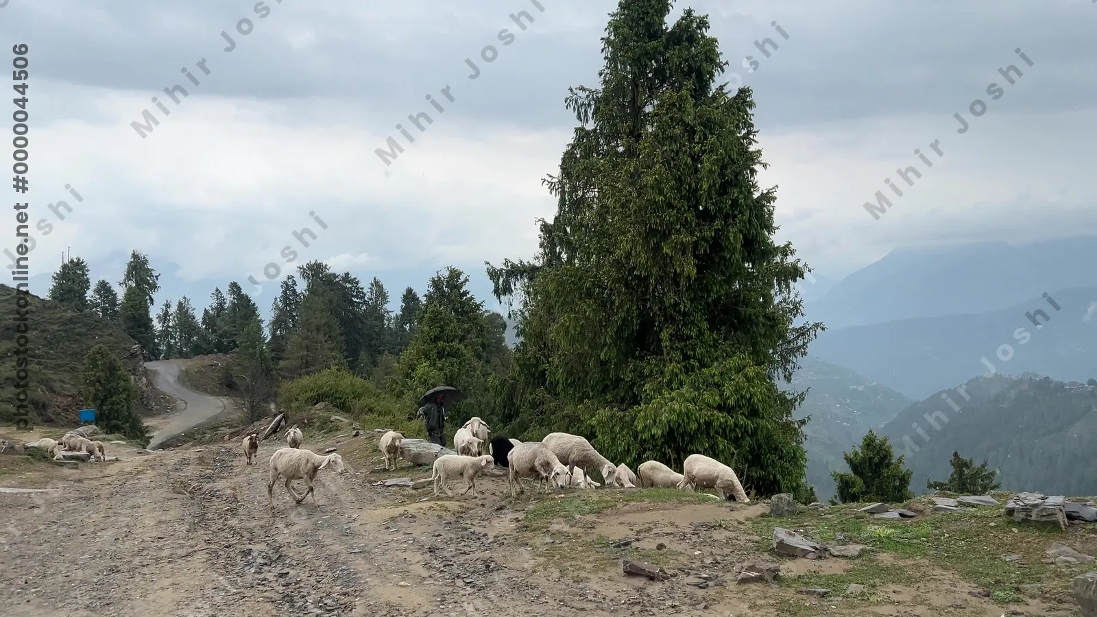 Janjehli, Himachal Pradesh, India - May 9, 2025: Shepherd with flock of sheep grazing along a mountain road on the way to Shetadhar temple, Himachal Pradesh, India.