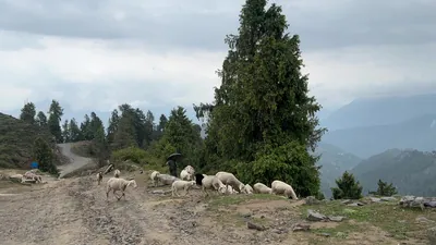 Janjehli, Himachal Pradesh, India - May 9, 2025: Shepherd with flock of sheep grazing along a mountain road on the way to Shetadhar temple, Himachal Pradesh, India.