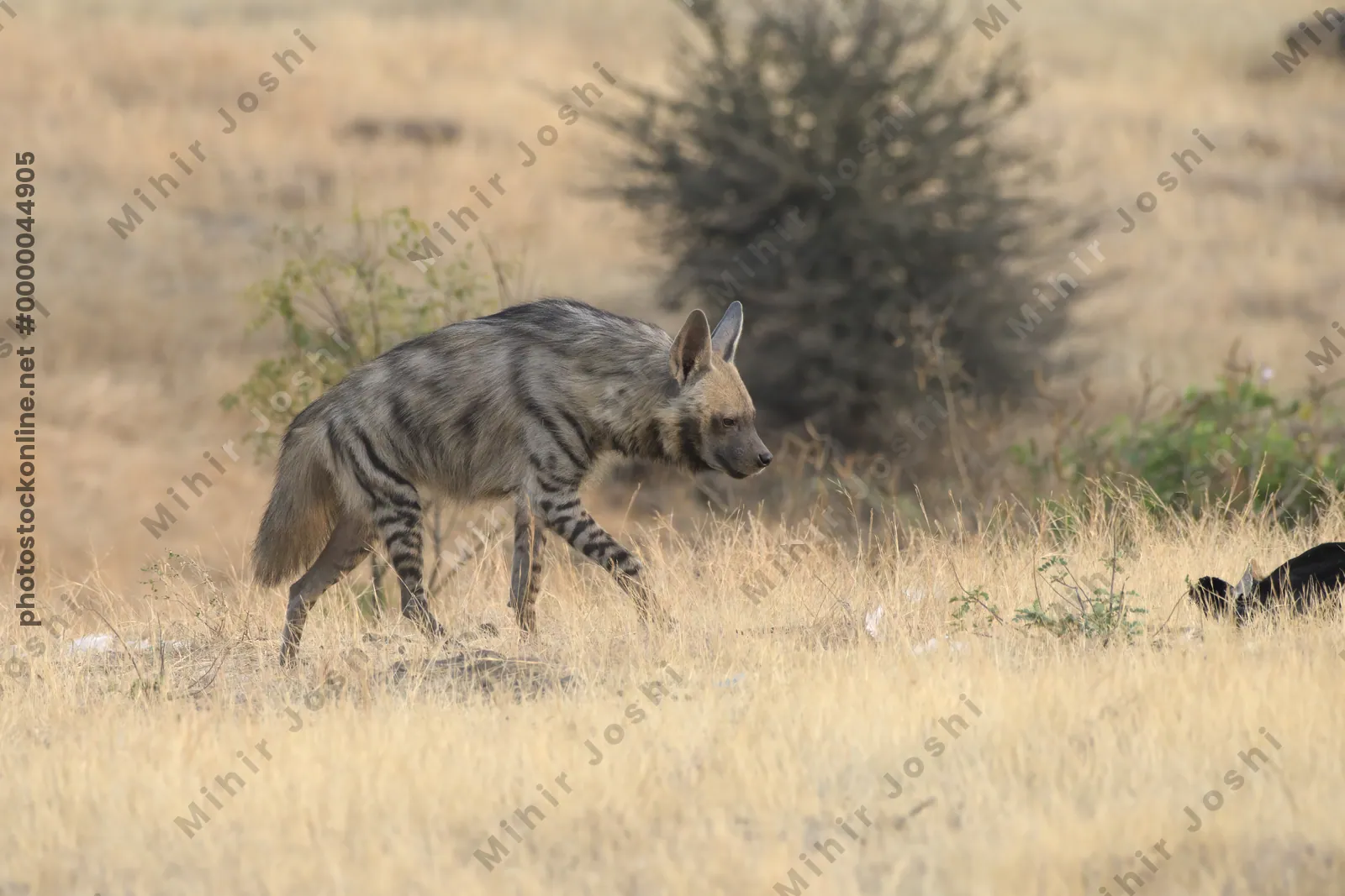 Striped Hyena (Hyaena hyaena) walking through the dry grasslands of Bhigwan, Maharashtra - Indian wildlife habitat scene.