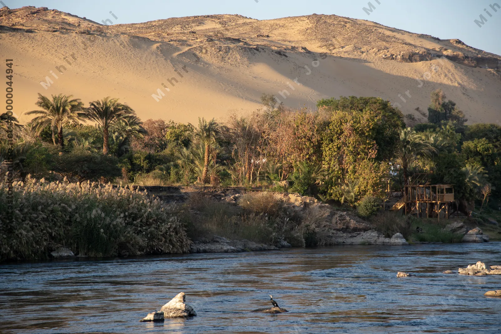 Nile River landscape near Aswan, Egypt - blue waters lined with palm trees and reeds, with a desert sand dune beyond.