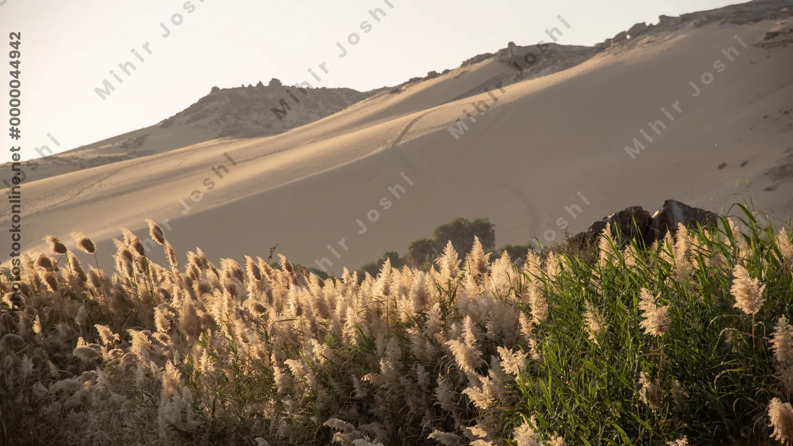 Golden light of sunset on reeds by the Nile River, with a desert sand dune in the background near Aswan, Egypt