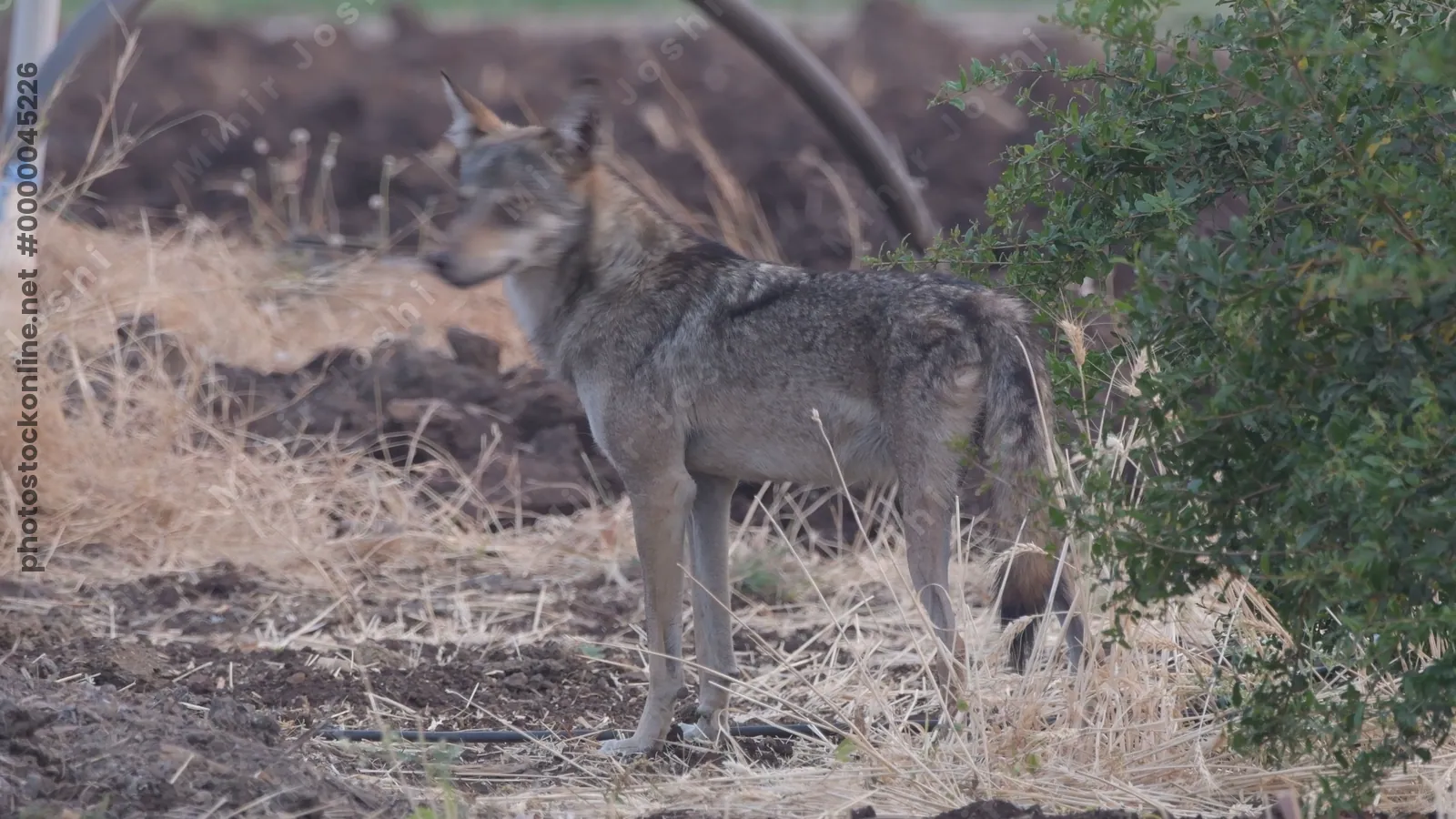 Pair of Indian Grey Wolves (Canis lupus pallipes) walking cautiously near farmland in Bhigwan, Maharashtra - rare predators of Indian dry plains.