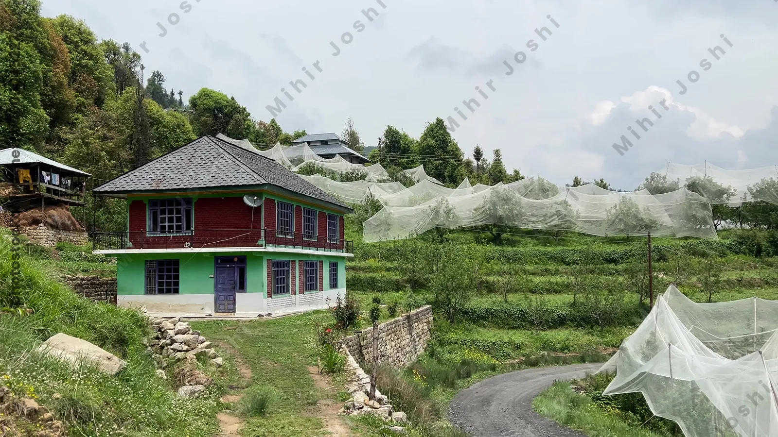 Janjehli, Himachal Pradesh, India - May 7, 2025: Rural road passing through apple orchards covered with protective nets in Janjehli, Mandi district, Himachal Pradesh, India.
