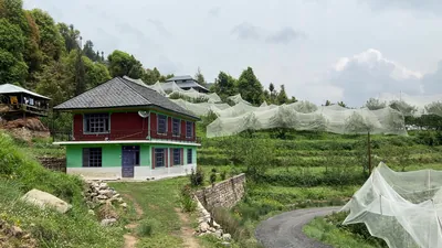 Janjehli, Himachal Pradesh, India - May 7, 2025: Rural road passing through apple orchards covered with protective nets in Janjehli, Mandi district, Himachal Pradesh, India.