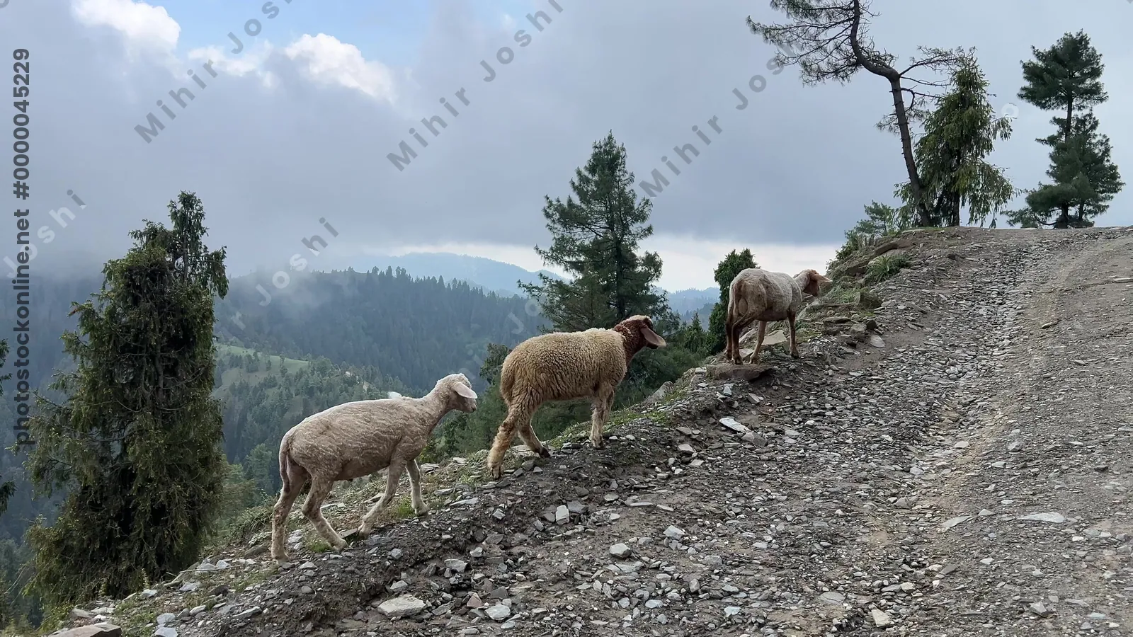Sheep walking along a narrow mountain road with forested hills in the background in Janjehli, Mandi district, Himachal Pradesh, India.
