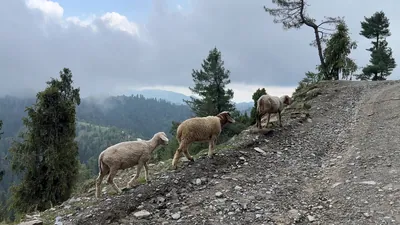 Sheep walking along a narrow mountain road with forested hills in the background in Janjehli, Mandi district, Himachal Pradesh, India.